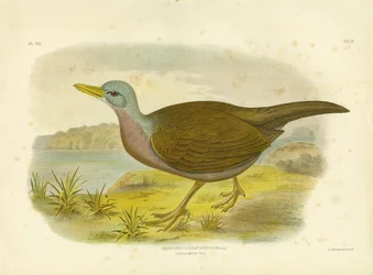 Râle à ventre marron, 1891